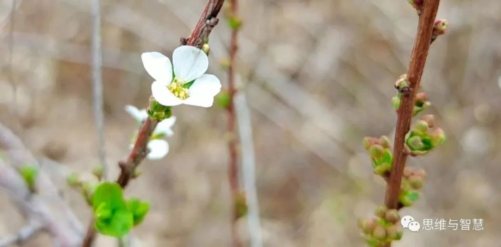 遇事生风墙头草是什么生肖:答案解释落实 遇事生风墙头草是什么生肖:答案解释落实