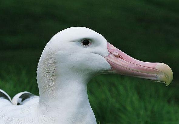 花花公子指什么生肖:精准解答落实 花花公子指什么生肖:精准解答落实