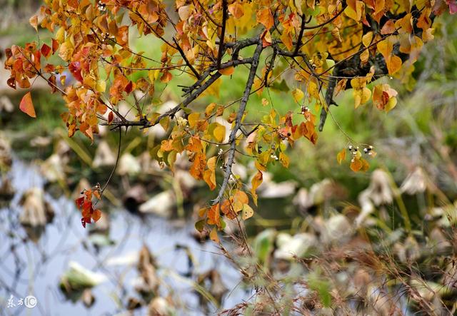 一箭双雕打一生肖、创造作答落实解释