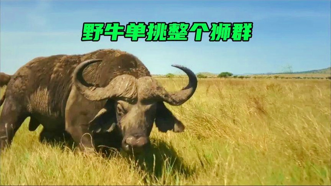 抱头鼠窜打一个生肖、激励解释落实 抱头鼠窜打一个生肖、激励解释落实