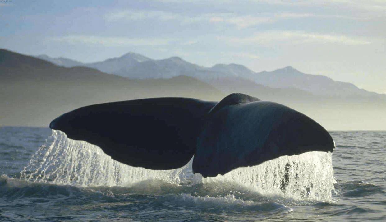 蚕食鲸吞猜一准确生肖动物:详细解释落实