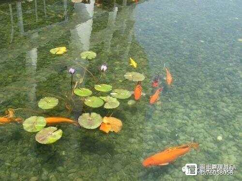 萍水相逢的生肖之谜，经典解释与文化解读