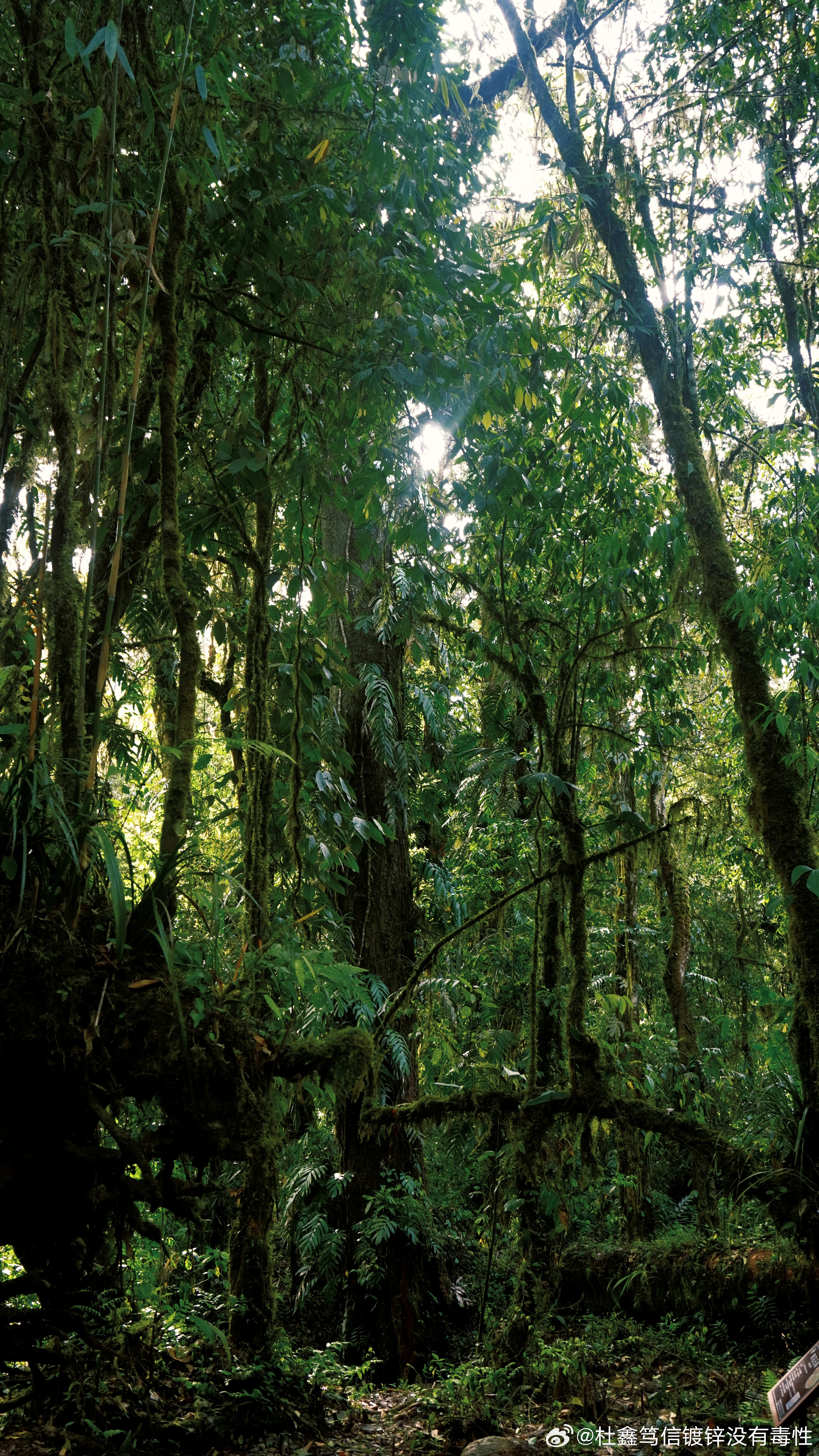 独霸森林,揭秘生肖中的森林之王 独霸森林,揭秘生肖中的森林之王