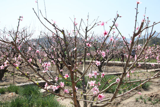 桃树的资料、对决解释落实