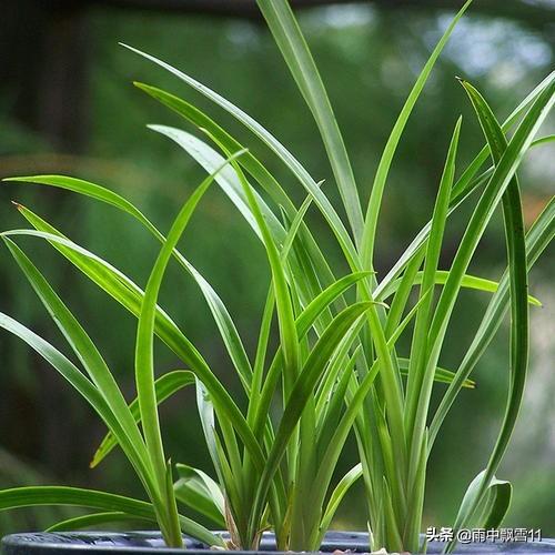 单根独苗是什么生肖、对决解释落实 单根独苗是什么生肖、对决解释落实