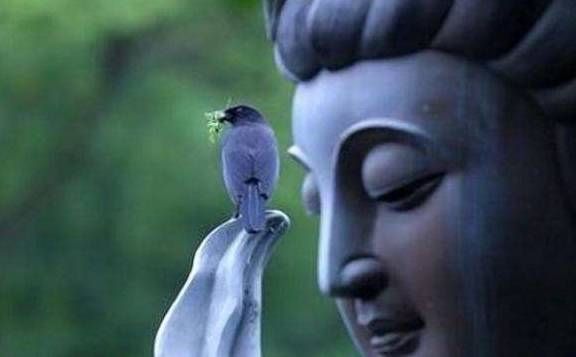 身无分文打一动物，从寓言到现实的选择与落实