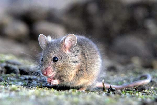 灯火万家，生肖中的灵动之光—鼠