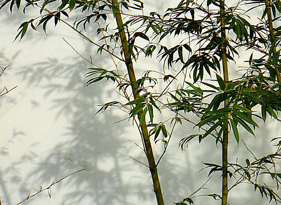 竹影婆娑间的小山与生肖之谜—探寻竹绿绿背后的文化与自然韵律 竹影婆娑间的小山与生肖之谜—探寻竹绿绿背后的文化与自然韵律