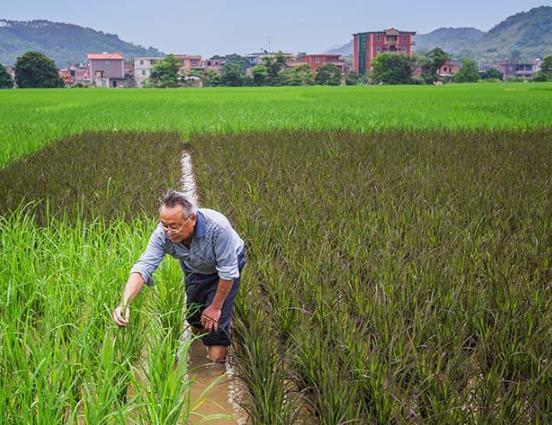 勤俭持家,蜜蜂的智慧与人类的美德 勤俭持家,蜜蜂的智慧与人类的美德