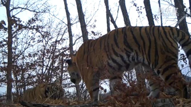 虎啸山林，揭秘生肖之谜与持续行动的落实