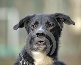 丧家之狗是什么生肖、无垠解释落实 丧家之狗是什么生肖、无垠解释落实