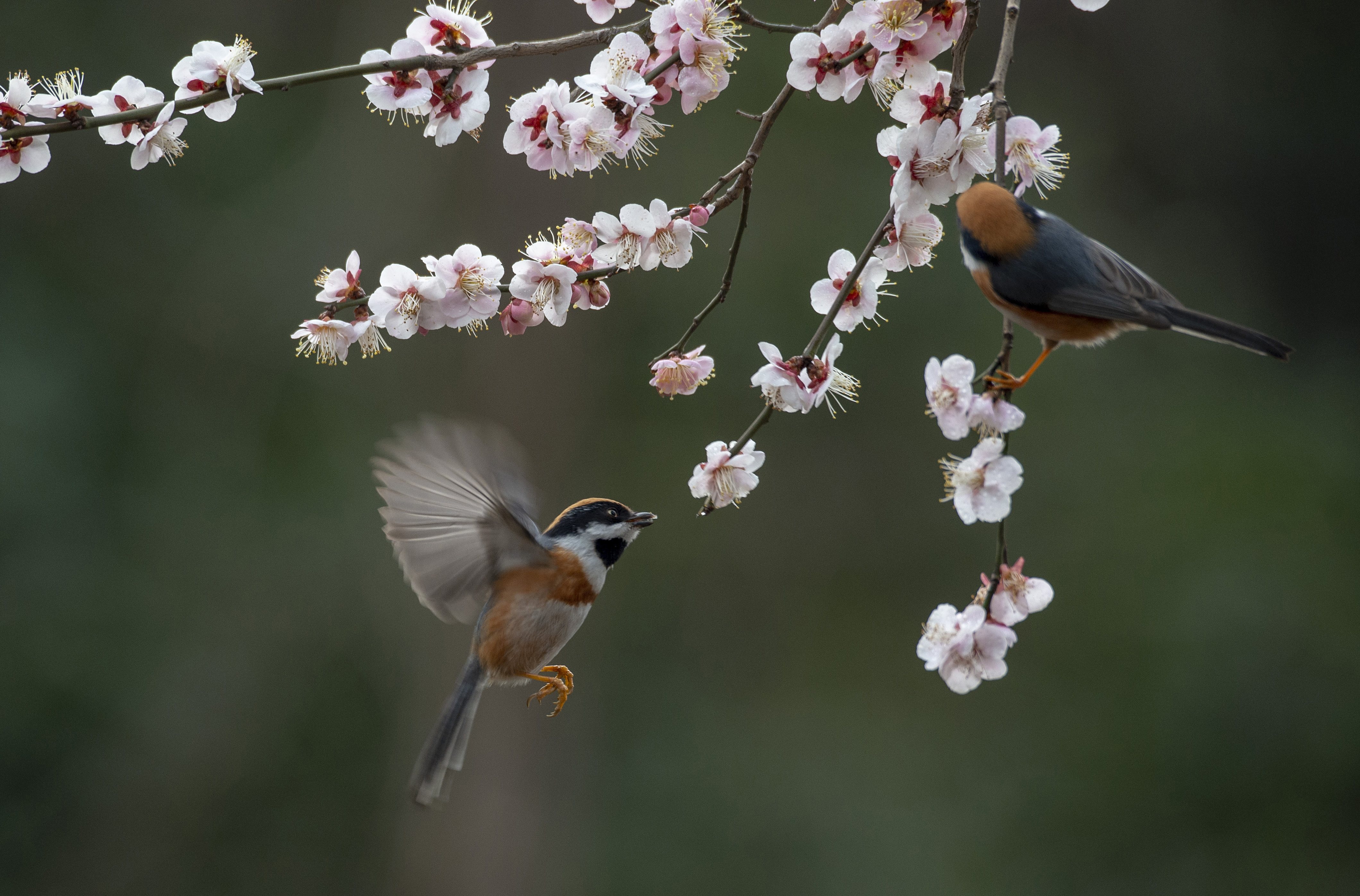 鸟语花香，生肖中的鸡与自然之美的和谐共融