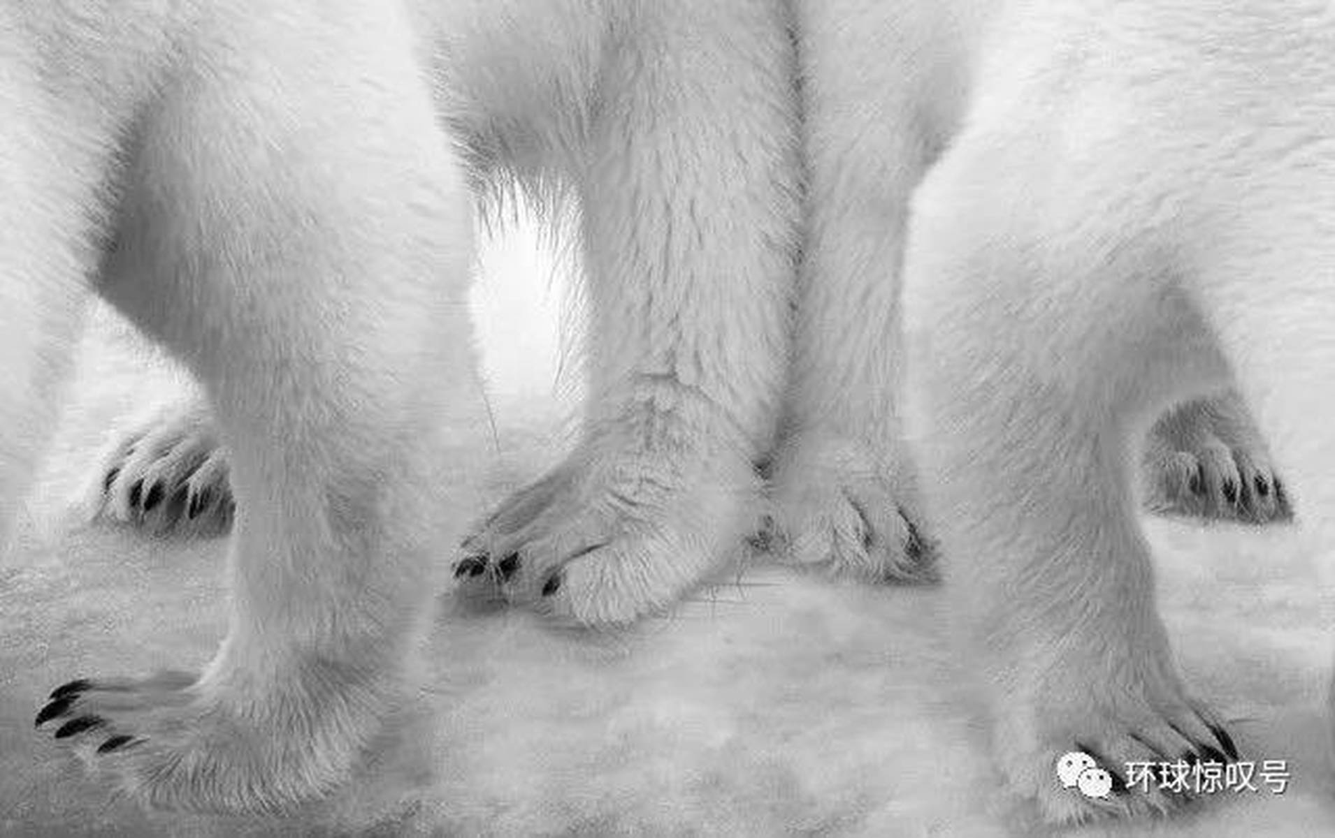 手足相连打一动物、探讨解释落实