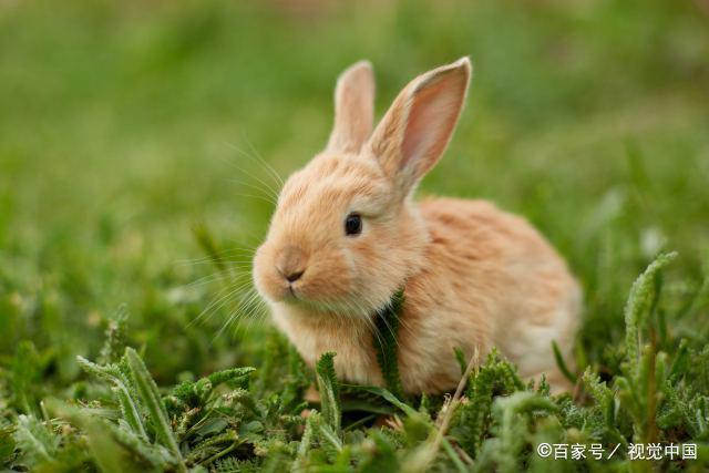 揭秘扇惑人心的生肖谜底，兔子的智慧与魅力