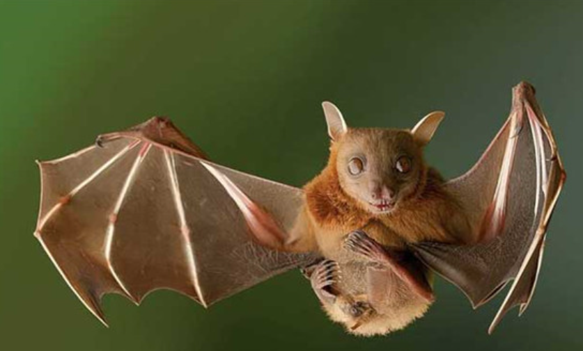 怀璧其罪，揭秘背后的动物寓意与文化解读