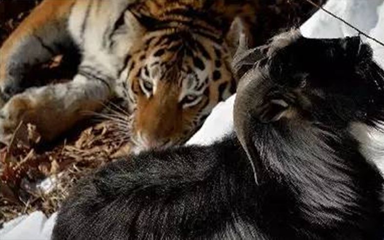 虎入羊群，揭示生肖之谜与智慧寓意